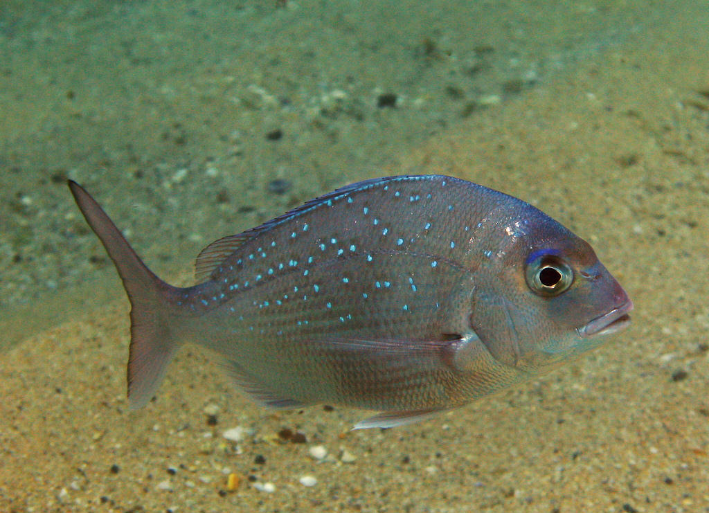 Pagrus auratus